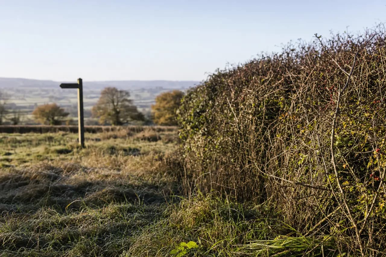 How to Check for Hedgerow Regulations and Protections Before Buying Land in the UK