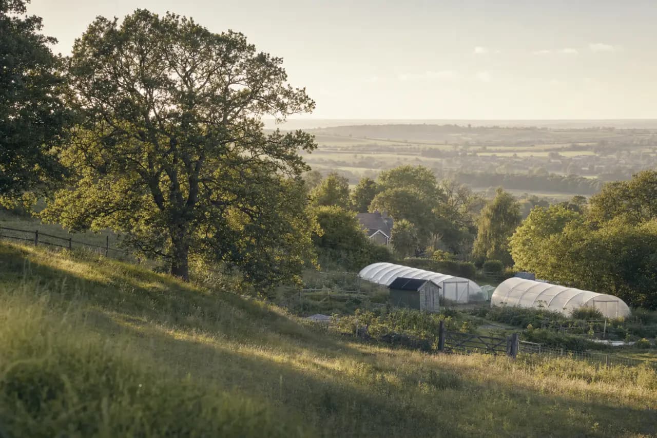 Tree Preservation Orders: What Land Buyers Need to Know
