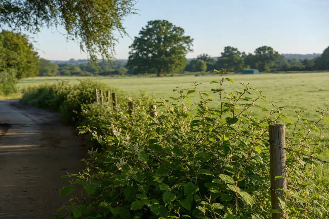 How to Check for Japanese Knotweed Before Buying Land in the UK