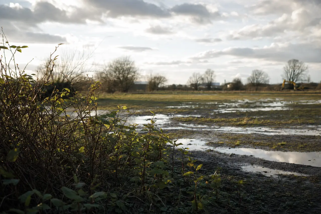 How to Check for Japanese Knotweed Before Buying Land in the UK