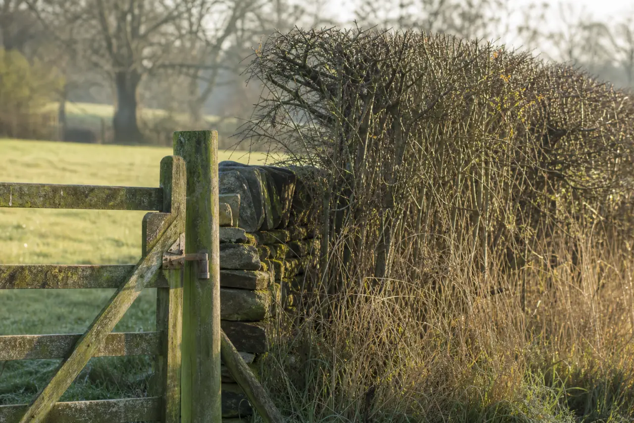 Field boundary in Greater London